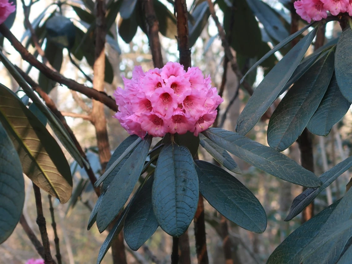 R. kesangiae